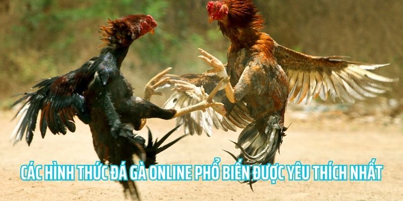 Chia sẻ một vài hình thức đá gà thường được thấy 